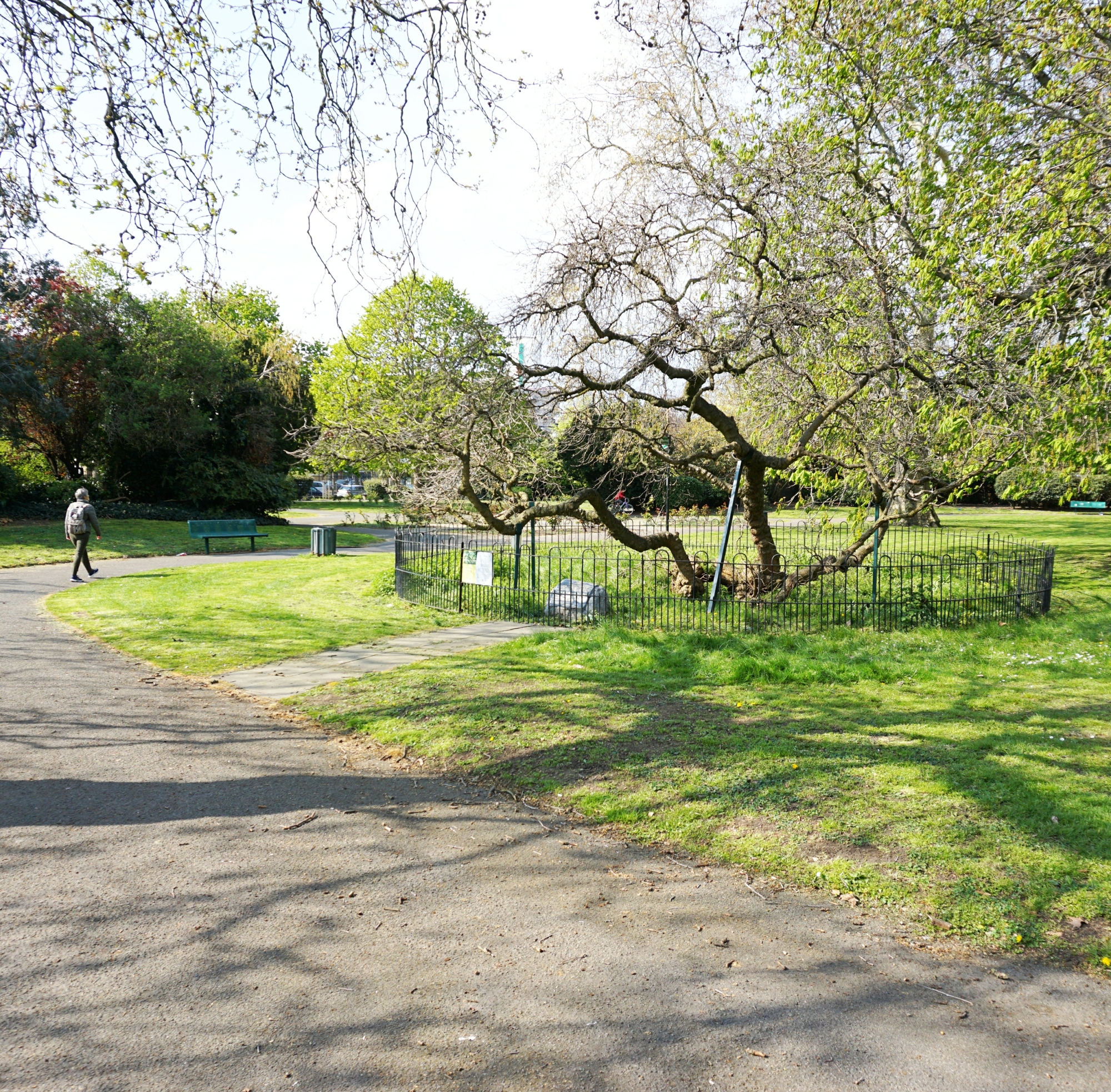 Peter the Great - mulberry tree
