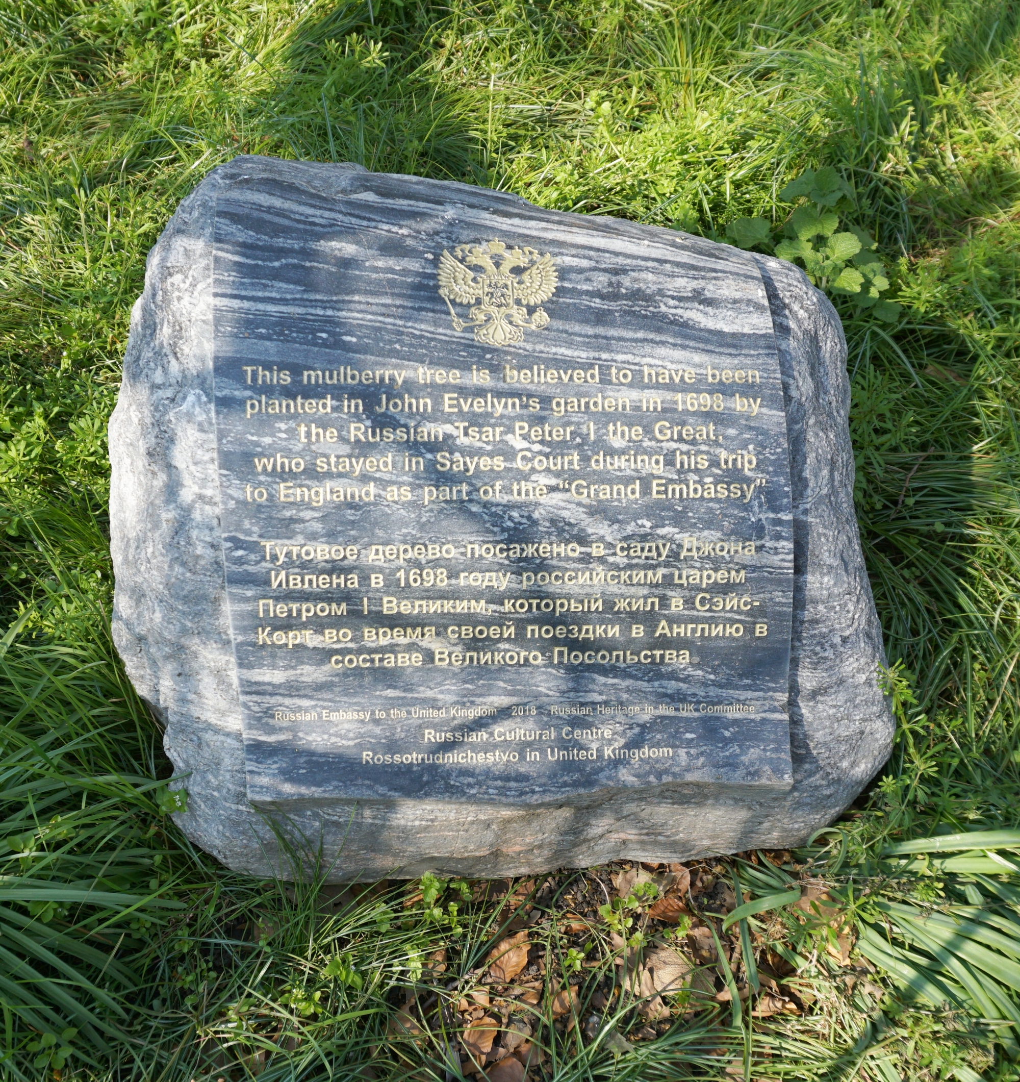 Peter the Great - mulberry tree