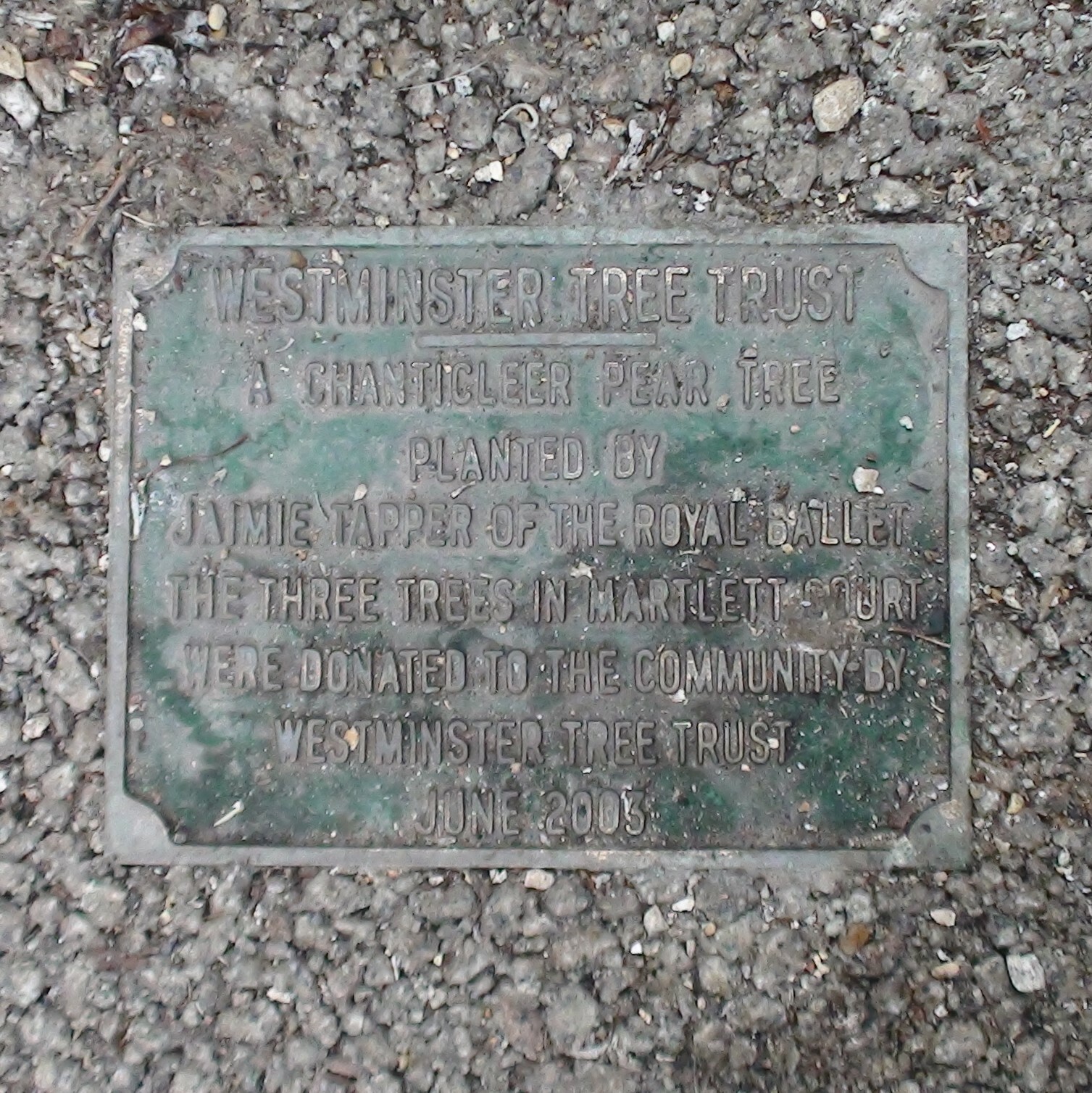 Jaimie Tapper planted trees