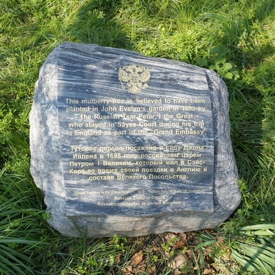 Peter the Great - mulberry tree