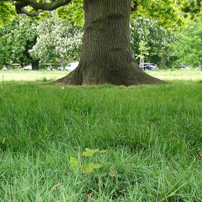 George V Silver Jubilee - Ealing tree