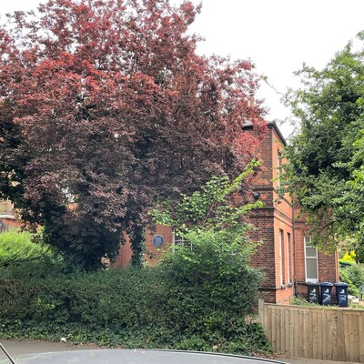 Dorothea Lambert Chambers