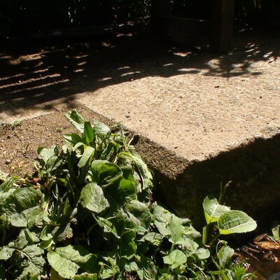 London Bridge - at Kew Gardens