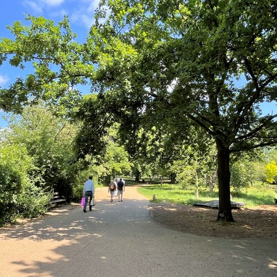 Hughes, Friday, Surry, Timmons trees