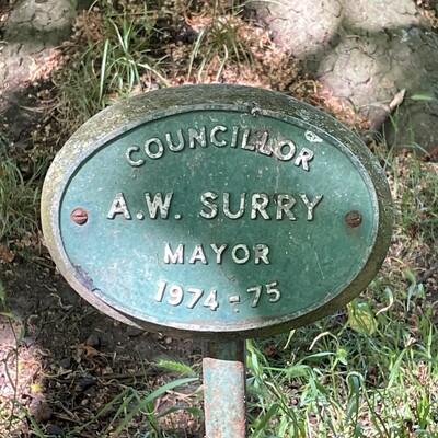 Councillor A. W. Surry tree