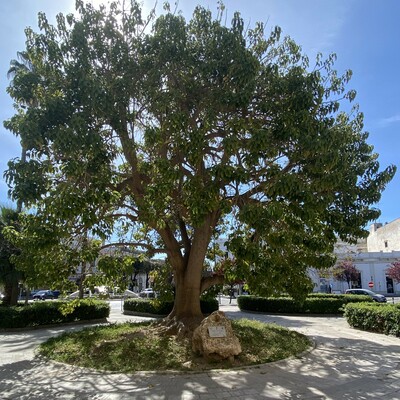 Baden Powell - Italy